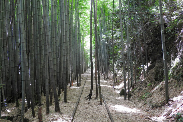 旧国鉄倉吉線跡 竹林