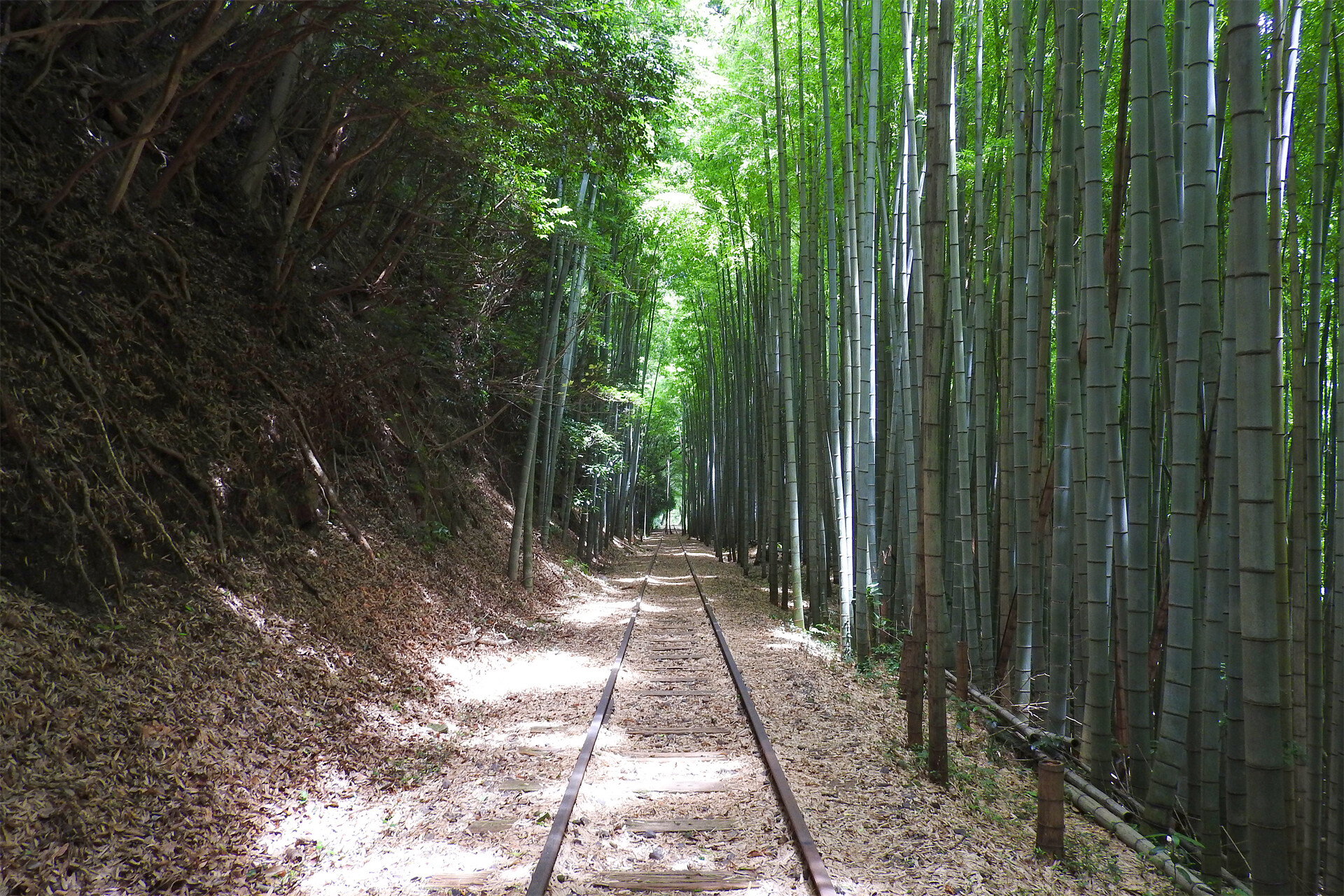 鉄道 その他 旧国鉄倉吉線跡 竹林 2 壁紙19x1280 壁紙館