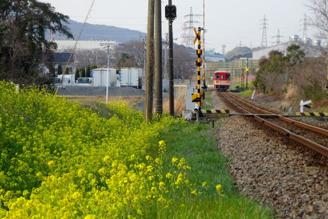 菜の花が咲いているローカル線