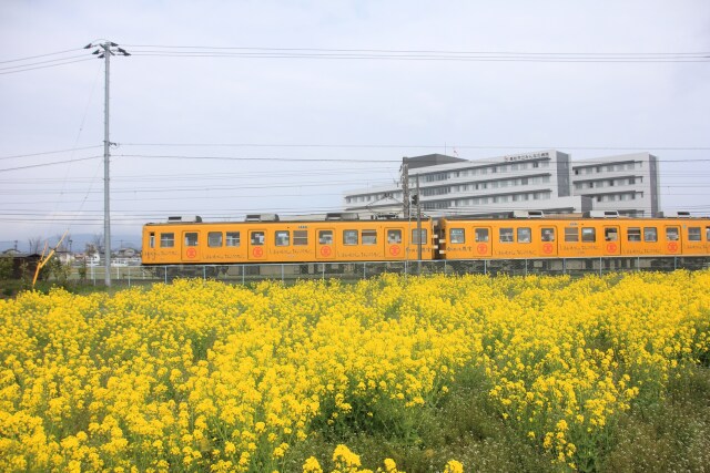 菜の花畑とローカル電車