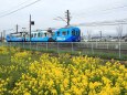 菜の花とコトデン電車