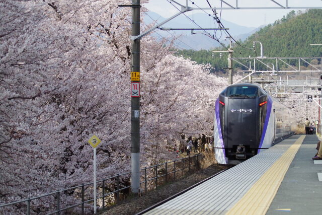 桜と特急あずさ