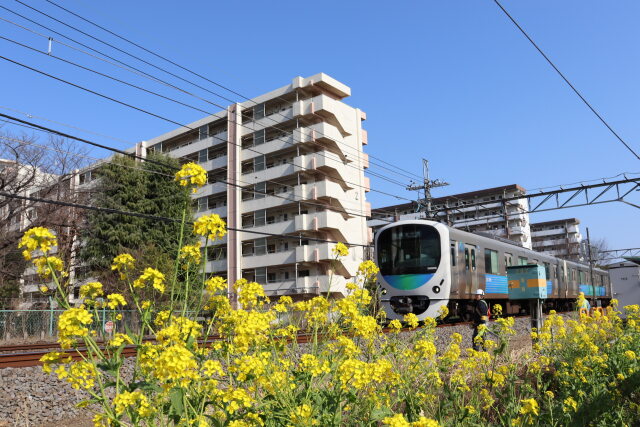 菜の花と30000系