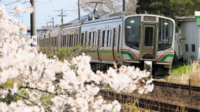 東北本線と桜