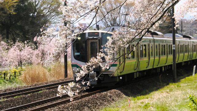 東北本線と桜