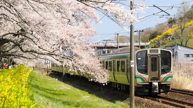 東北本線と桜