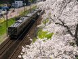 東北本線と桜