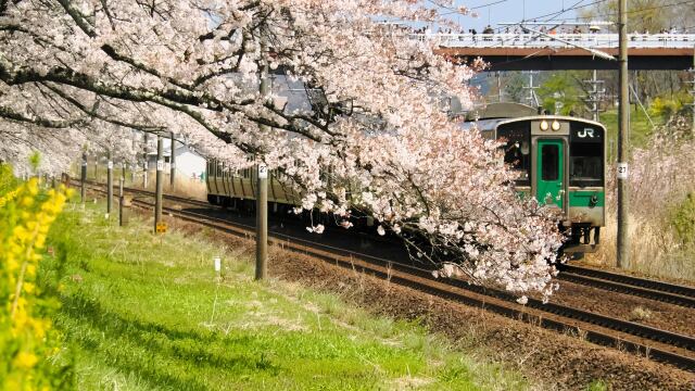 東北本線と桜