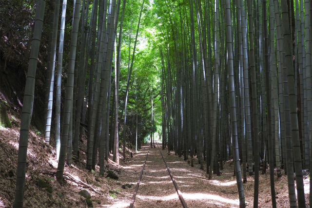 竹林を通る線路