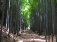 竹林を通る線路